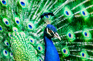 Fototapeta na wymiar Peacock in action