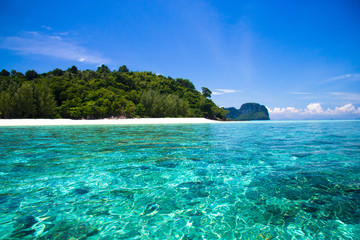 Fototapeta premium Wallpaper View Natural Luxury