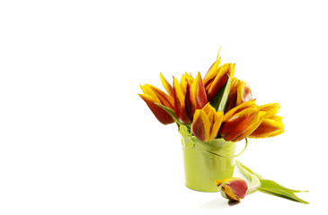 farbenfrohe Tulpen in Eimerchen auf weiss