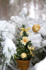Fototapeta na wymiar in winter forest on Christmas tale occurs