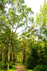 Obraz premium Fall Wallpaper Idyllic Nature