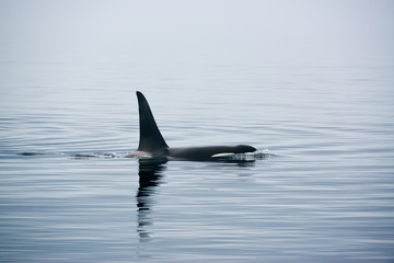Naklejka premium Rückenflosse Schwertwal, Killerwal bzw Orca, Orcinus orca
