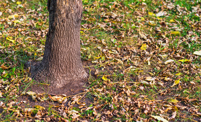 Withered autumn leaves and tree. Selective focus on tree.