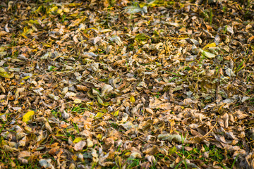 Withered autumn leaves. Selective focus.
