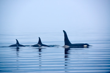 Nageoires dorsales d& 39 épaulards, orques ou orques, Orcinus orcae