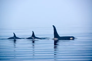 Photo sur Plexiglas Orca Nageoires dorsales d& 39 épaulards, orques ou orques, Orcinus orcae
