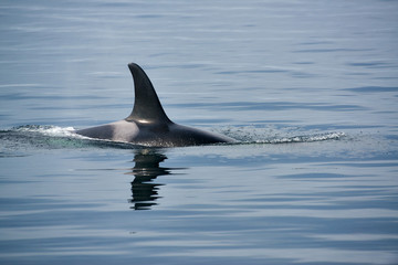 Fototapeta premium Rückenflosse Schwertwal, Killerwal bzw Orca, Orcinus orca