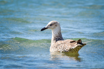 Seagull is swimming in the sea