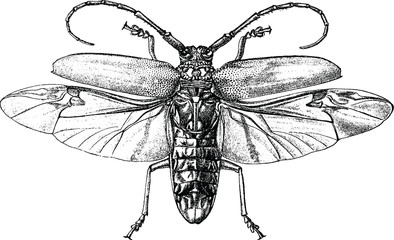 Vintage graphic insect beetle © unorobus