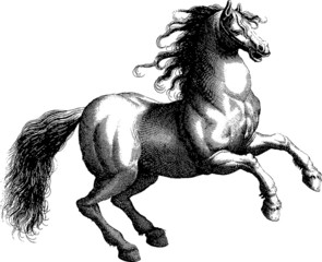 Vintage illustration horse © unorobus