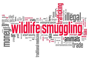 Fototapeta premium Wildlife trafficking - world cloud concept