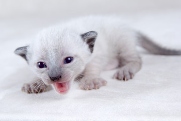 Siam Katzenbaby