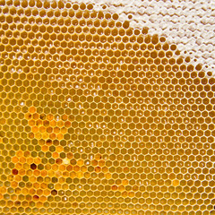 Honeycomb with fresh honey and pollen