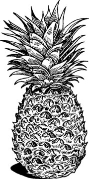 Vintage illustration  fruit pineapple ananas