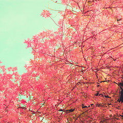 Pink leafs in a tree in autumn