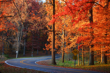 Winding road in autumn trees