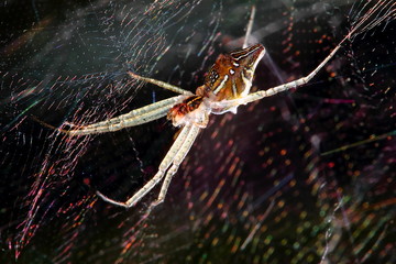 Spider in webs