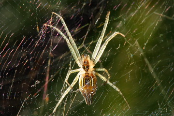Spider in webs