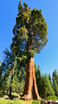 Giant sequoia trees in Sequoia National Park, California