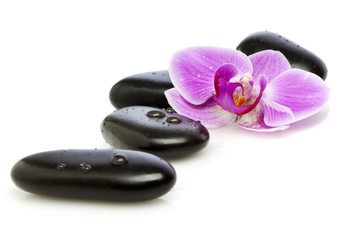 Wet pebbles and orchid flower
