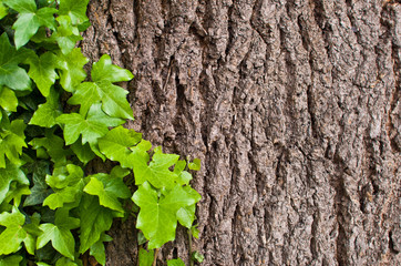Green ivy winds on the tree bark