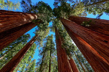 Giant sequoia trees in Sequoia National Park, California