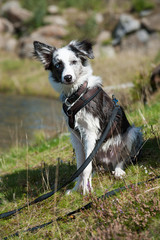 Junger Border Collie