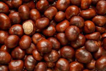 Conkers