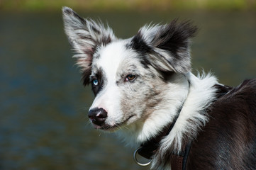 Fototapeta premium Junger Border Collie