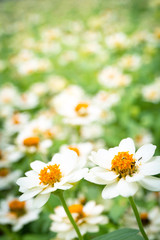 white daisies