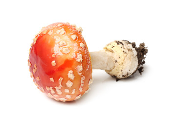 Fly agaric