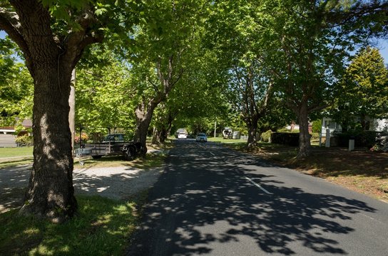 Canopy of trees along suburban road