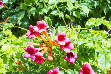 Obraz premium stately home