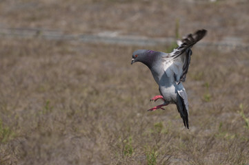 smooth elegant landing