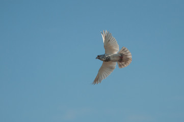 white pigeon flying