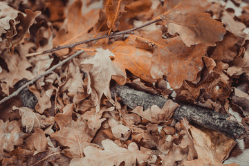 Autumn theme with leafs