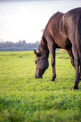 Brown horse grazing in a lush green meadow