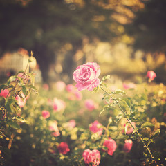 Vintage rose garden in spring