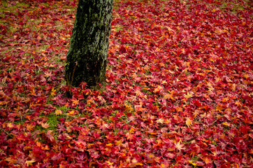 樹に集まる落ち葉