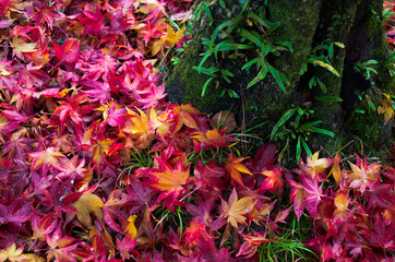 苔た樹と落ち葉