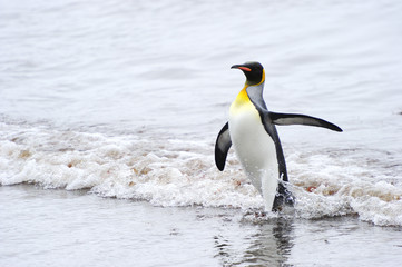 Fototapeta na wymiar King Penguin (Aptenodytes patagonicus) coming out the water