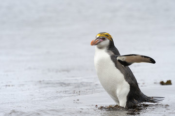 Fototapeta na wymiar Royal Penguin (Eudyptes schlegeli) coming out the water