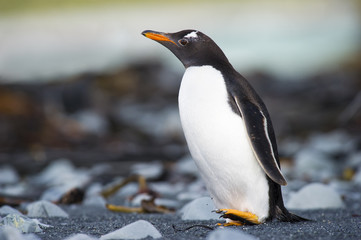Naklejka premium Gentoo Pinguin (Pygoscelis papua) walking on a rocky beach