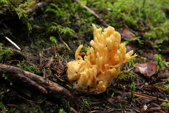 Clavaire dor&eacute;e (clavaria aurea)