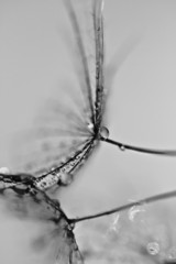 Abstract macro of plant seeds with water drops. Big dandelion