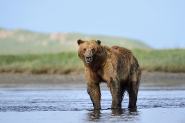 Obraz premium Grizzly Bear standing in river