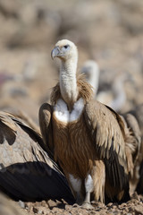 Griffon vulture standing on the ground.