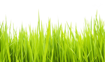 Green grass, sunlight 