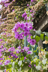 bouganvillea in summer