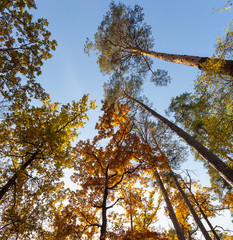 autumn